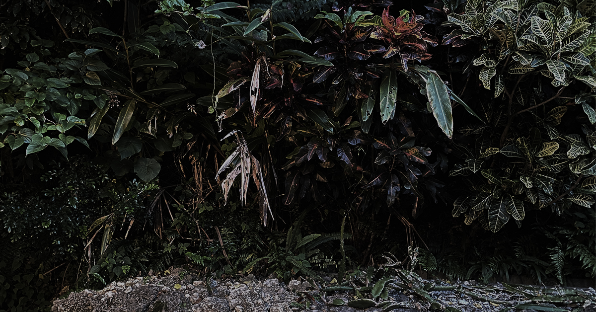 静かな光の中に重なり合う熱帯植物の葉